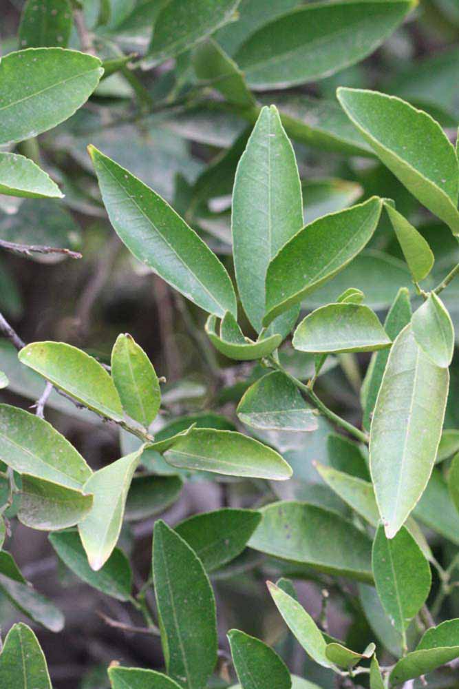              Sun leaves (Riverside, CA)       